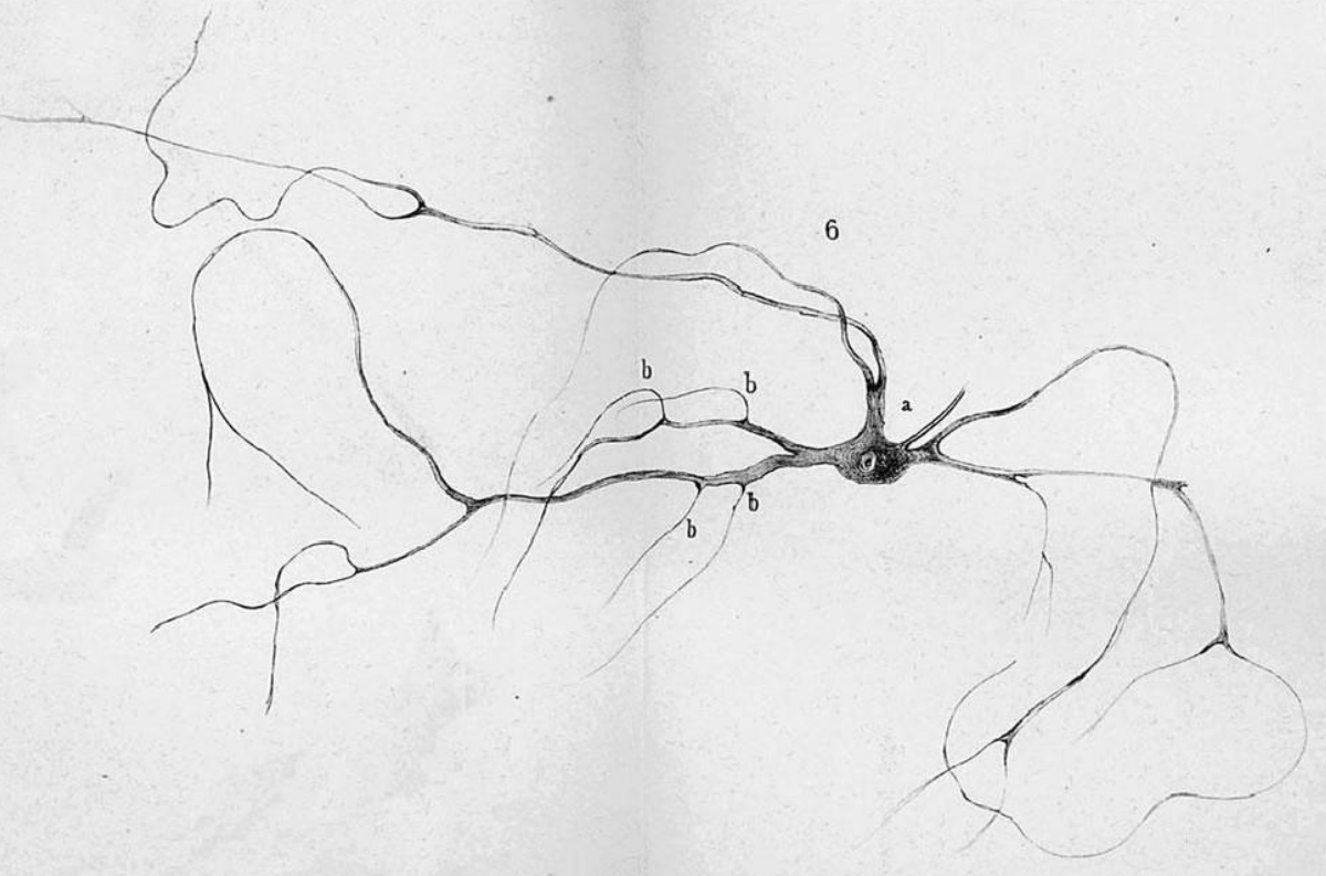 neuron